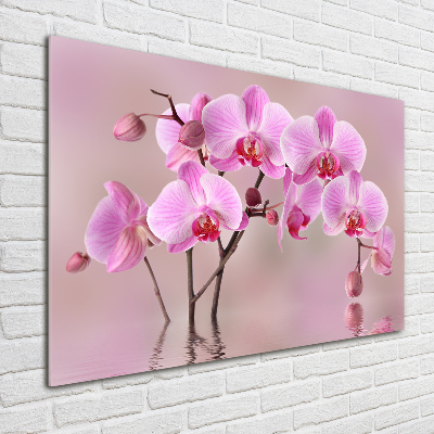 Bild auf Acrylglas Rosa Orchidee