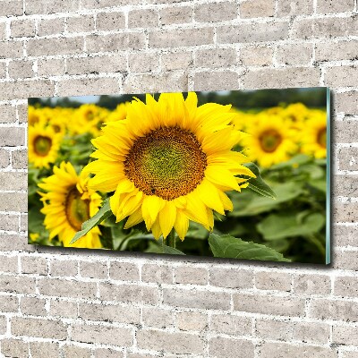 Acrylbild Fotodruck Ein Sonnenblumenfeld