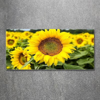 Acrylbild Fotodruck Ein Sonnenblumenfeld