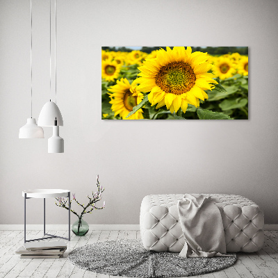 Acrylbild Fotodruck Ein Sonnenblumenfeld