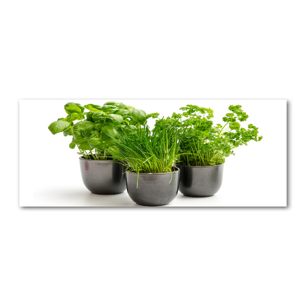 Acrylbild Fotodruck Kräuter in Töpfen