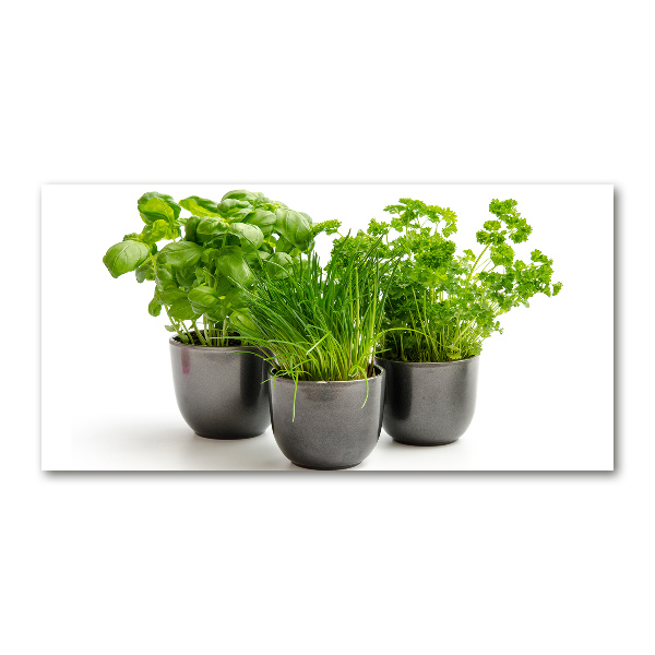 Acrylbild Fotodruck Kräuter in Töpfen