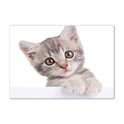 Acrylbild Fotodruck Graue Katze