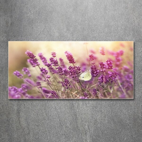 Acrylbild Fotodruck Lavendel