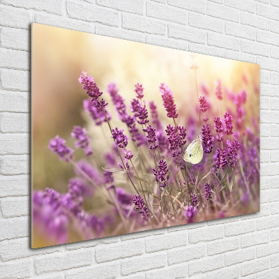 Acrylbild Fotodruck Lavendel
