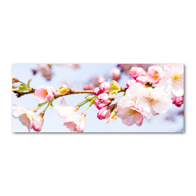 Foto auf Acryl Kirschblüten