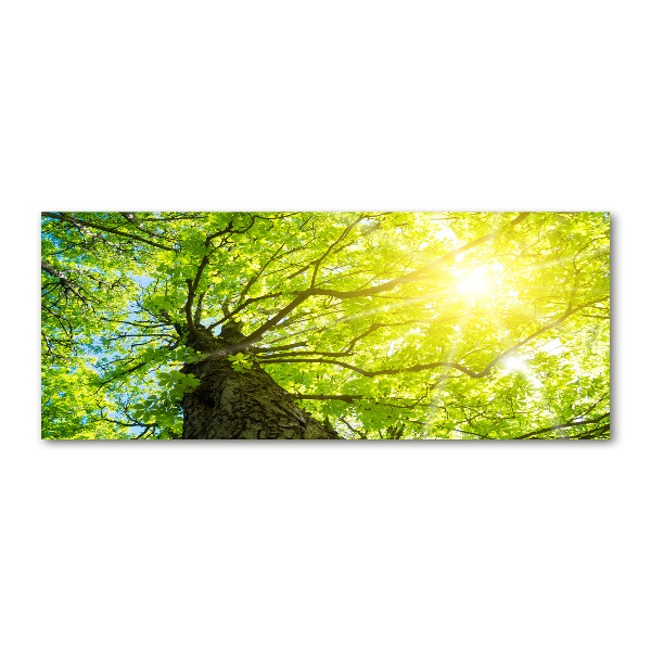 Foto auf Acryl Kastanie im Frühling