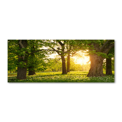 Acrylglas-Druck Bäume im Park