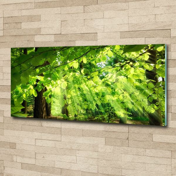 Acrylbild Fotodruck Buchenblätter