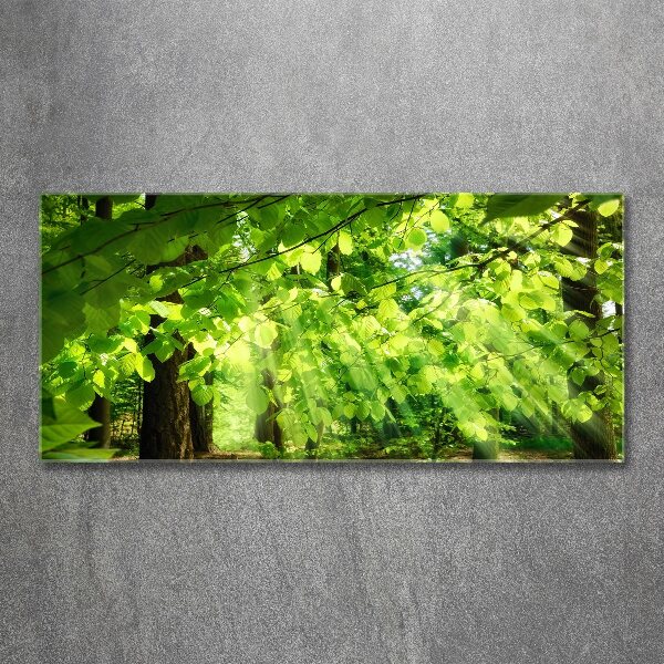 Acrylbild Fotodruck Buchenblätter