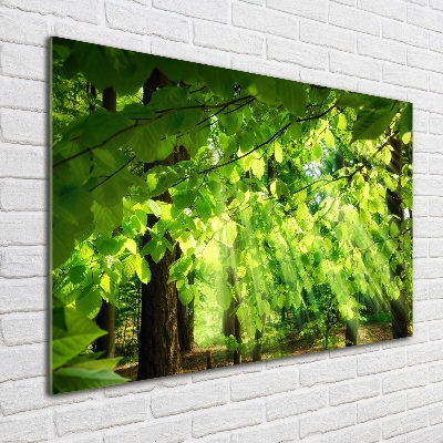 Acrylbild Fotodruck Buchenblätter