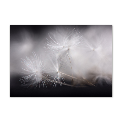Acrylglas-Druck Löwenzahnsamen