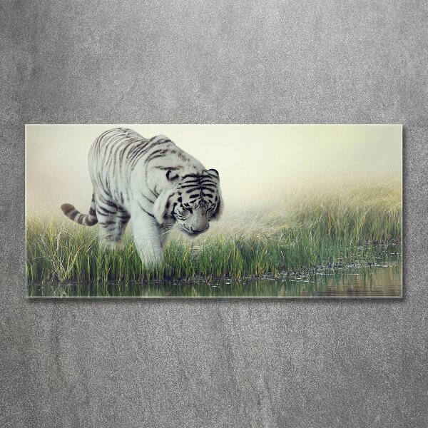 Acrylbild Fotodruck Weißer Tiger