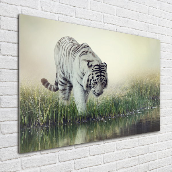 Acrylbild Fotodruck Weißer Tiger