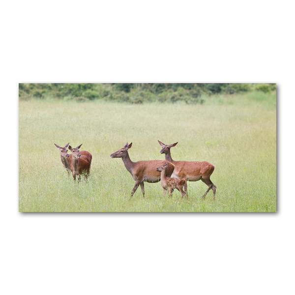 Acrylglas-Druck Reh mit Jungtieren