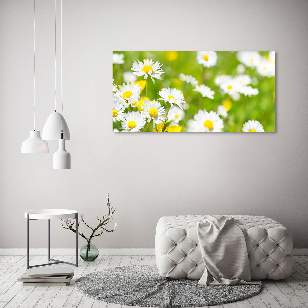 Bild auf Acrylglas Gänseblümchen