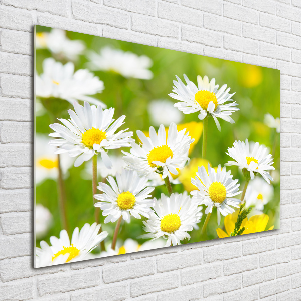 Bild auf Acrylglas Gänseblümchen