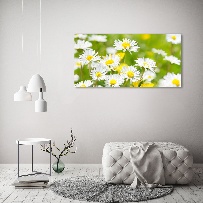 Acrylbild Fotodruck Gänseblümchen