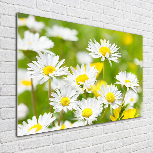 Acrylbild Fotodruck Gänseblümchen