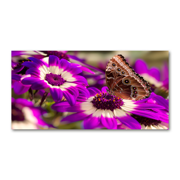 Foto auf Acryl Schmetterling auf einer Blume