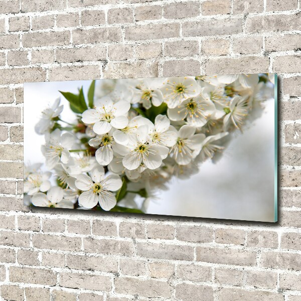 Bild auf Acrylglas Kirschblüten