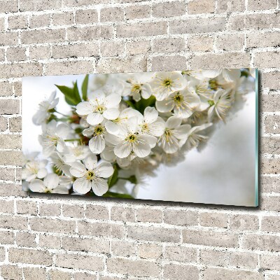 Bild auf Acrylglas Kirschblüten