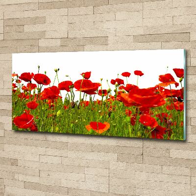 Bild auf Acrylglas Wildmohn