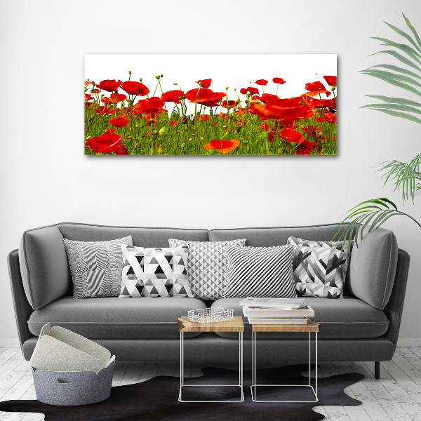Bild auf Acrylglas Wildmohn