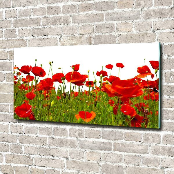 Bild auf Acrylglas Wildmohn