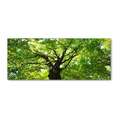 Acrylglas-Druck Grüner Wald