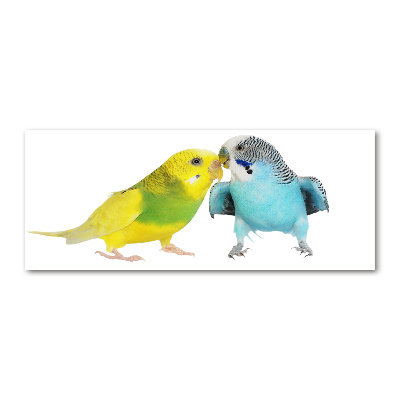 Acrylglas-Druck Wellensittiche