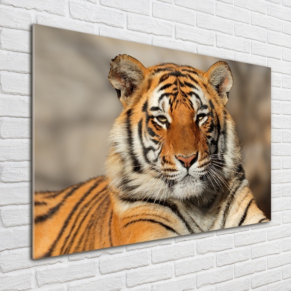 Bild auf Acrylglas Bengal-Tiger