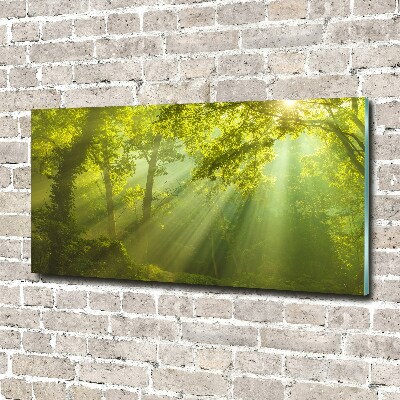 Acrylbild Fotodruck Wald in der Sonne