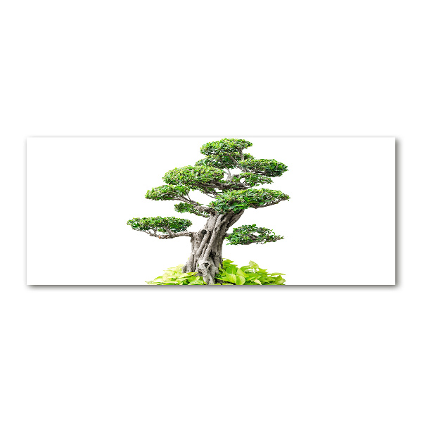 Acrylglas-Druck Bonsai-Baum