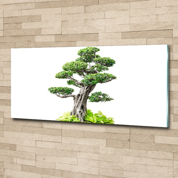 Acrylglas-Druck Bonsai-Baum