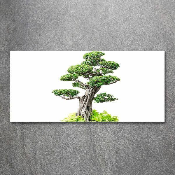 Acrylglas-Druck Bonsai-Baum