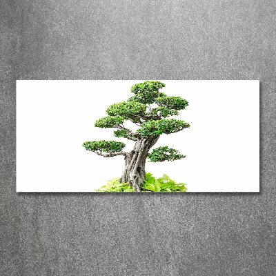 Acrylglas-Druck Bonsai-Baum