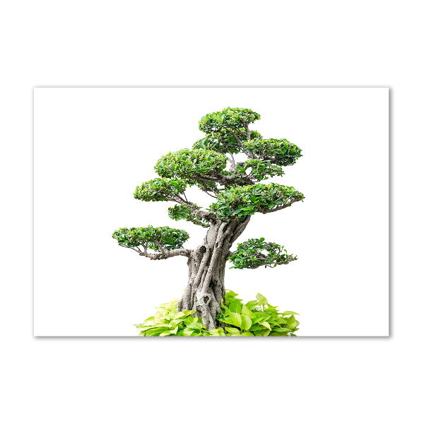 Acrylglas-Druck Bonsai-Baum