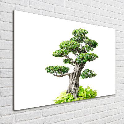 Acrylglas-Druck Bonsai-Baum