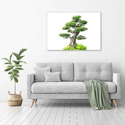 Acrylglas-Druck Bonsai-Baum