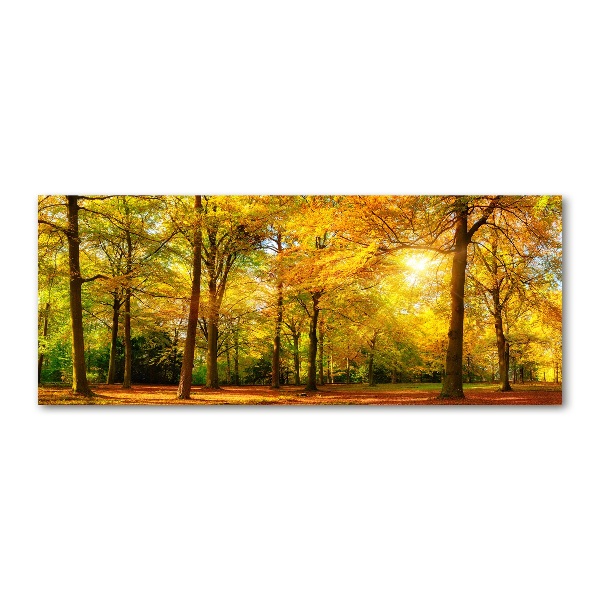 Acrylbild Fotodruck Wald im Herbst