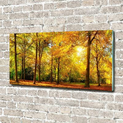 Acrylbild Fotodruck Wald im Herbst