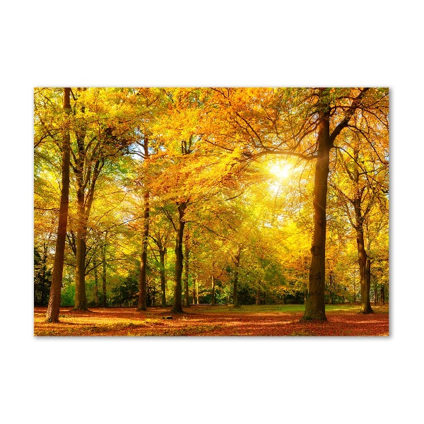 Acrylbild Fotodruck Wald im Herbst