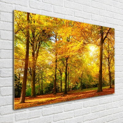 Acrylbild Fotodruck Wald im Herbst