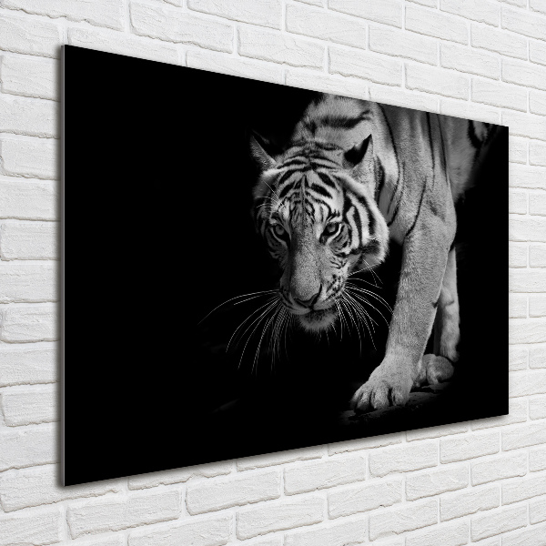 Acrylbild Fotodruck Tiger