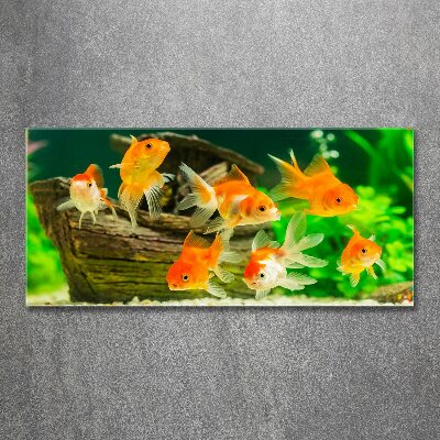 Acrylglas-Druck Goldfisch