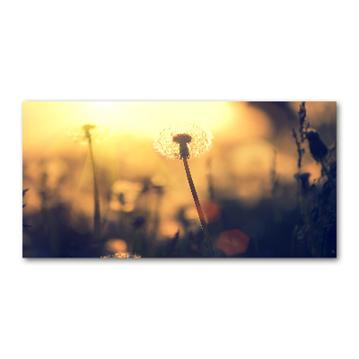 Acrylglas-Druck Löwenzahn