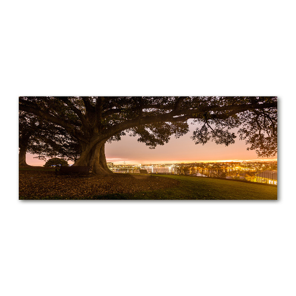 Acrylglas-Druck Alter Baum