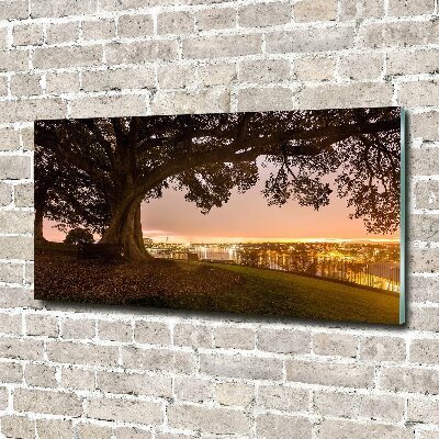 Acrylglas-Druck Alter Baum