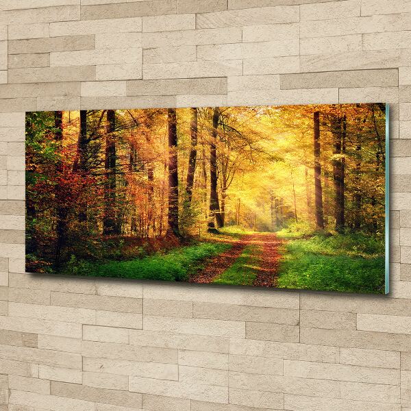Acrylbild Fotodruck Wald im Herbst